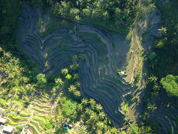 High angle view of trees on land