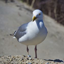 Close-up of seagull perching on land