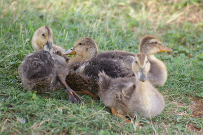 Ducks on grass by water