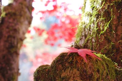 Close-up of leaves on tree trunk