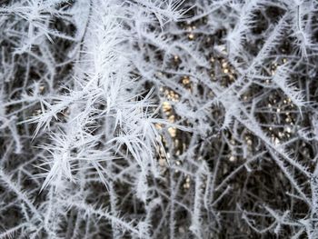 Full frame shot of frozen plants