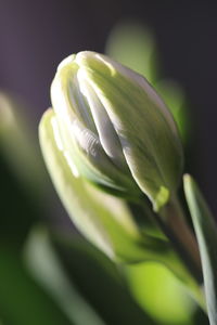 Close-up of flower bud