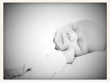 Close-up of sleeping cat