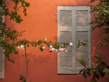 Potted plants on wall of house