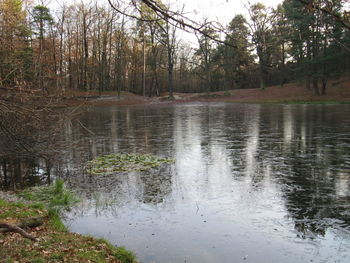 Reflection of trees in lake