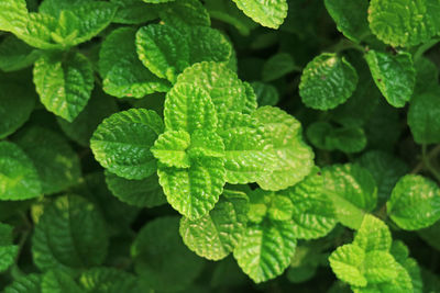 High angle view of leaves on plant