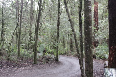 Road amidst trees in forest