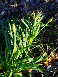 Close-up of plants growing on field