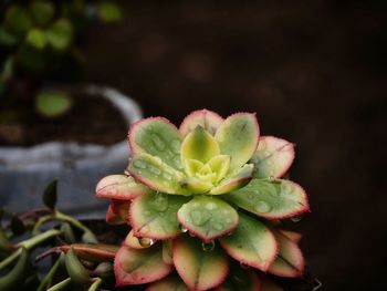 Close-up of succulent plant