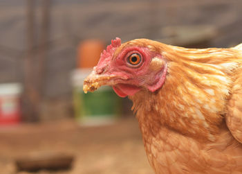 A close up shot of a hen