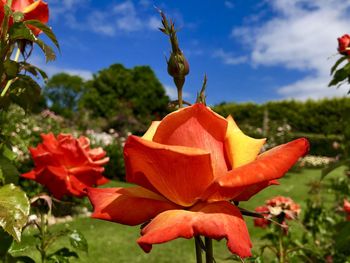 Close-up of orange flowering plant against sky