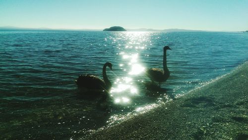 View of swans swimming in sea against sky