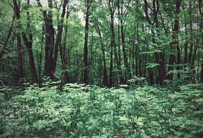 Trees in forest