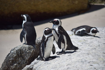 High angle view of penguins resting on rock