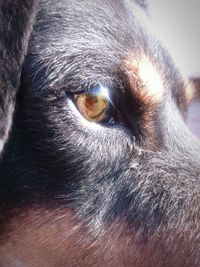 Extreme close up of dog