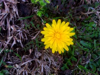 Close-up of yellow sunflower