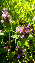 Close-up of butterfly on purple flowers