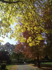 Trees in park