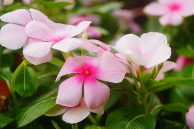 Close-up of pink flowering plant