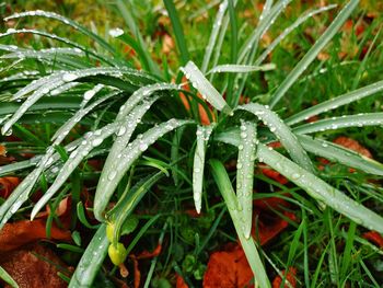 Close-up of wet plant