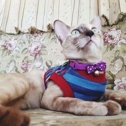 Portrait of cat resting on bed