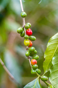 Close-up of berries growing on plant