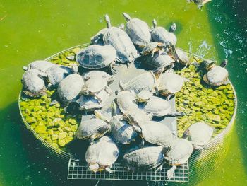High angle view of fishes in container