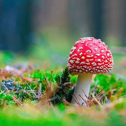 Close-up of mushroom growing on field