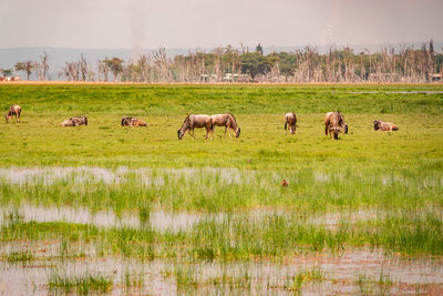 Wildebeasts grazing on feather reed grass  in the wild at a swamp at amboseli national park in kenya