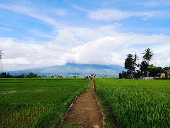 Scenic view of agricultural field against sky