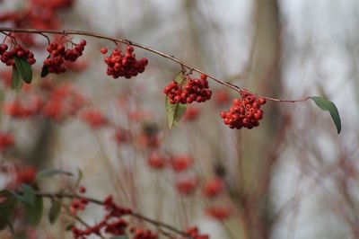 Close-up of red flowering plant