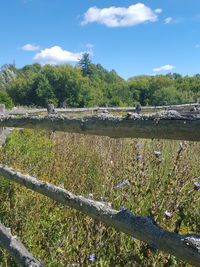 Scenic view of trees against sky