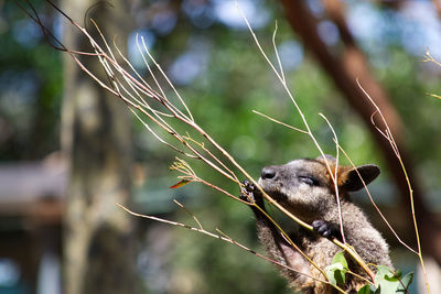 Close-up of lizard on tree