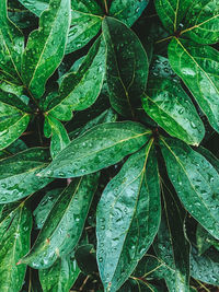 Full frame shot of raindrops on leaves