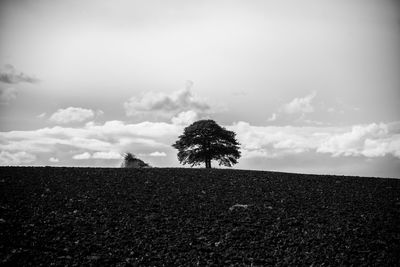 Trees on field against sky