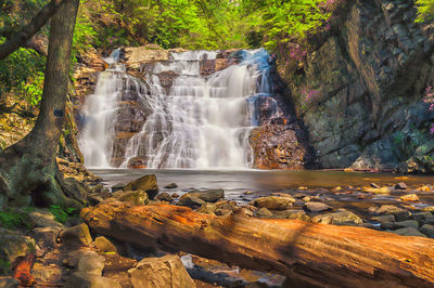 Scenic view of waterfall in forest