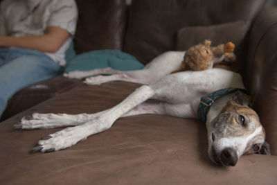 Greyhound dog squints eyes napping on soft leather sofa. young male owner sits in the background