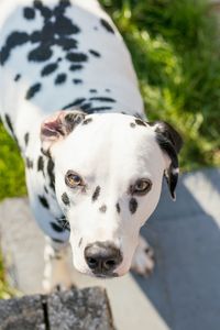 Close-up portrait of dog