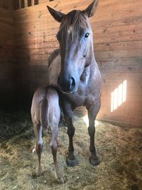 Horse standing in ranch