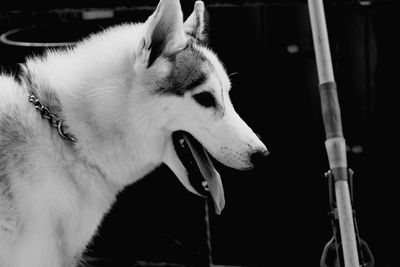 Close-up of dog sticking out tongue