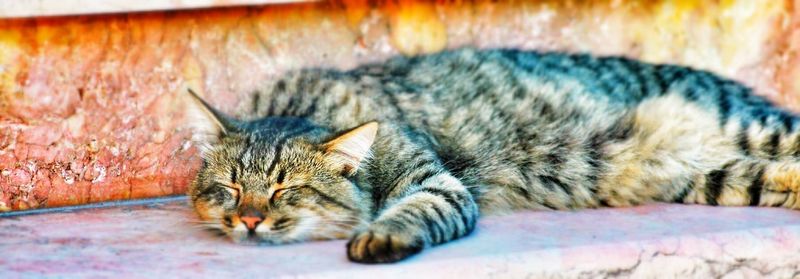 Close-up of cat sleeping