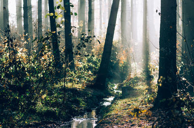 Trees in forest against sky