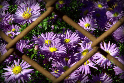 Close-up of purple flowers blooming outdoors