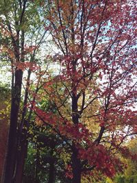 Low angle view of trees against sky