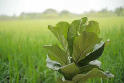 Close-up of fresh green plant on field