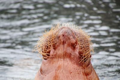 Close-up of animal in lake