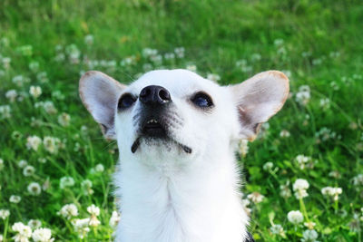 Close-up portrait of a dog on field