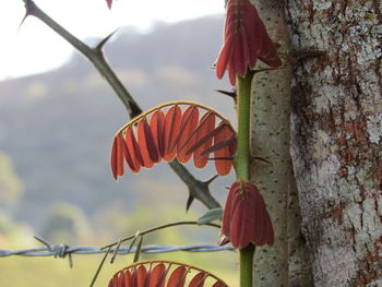 Close-up of butterfly on red flower