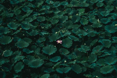 High angle view of flowering plant