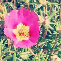 Close-up of pink flower